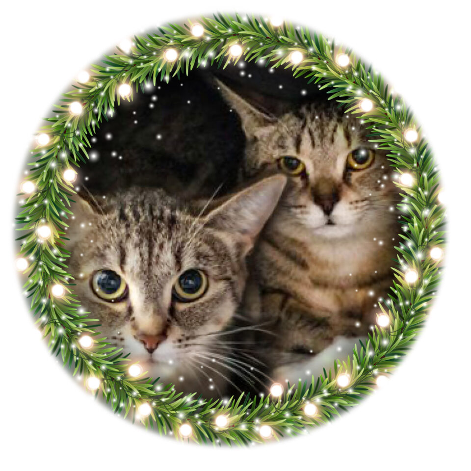 Day 17 – Karen and Ellie Day 17 of our Shelter Advent Calendar is doubly special because it belongs to Karen and Ellie! Both girls...