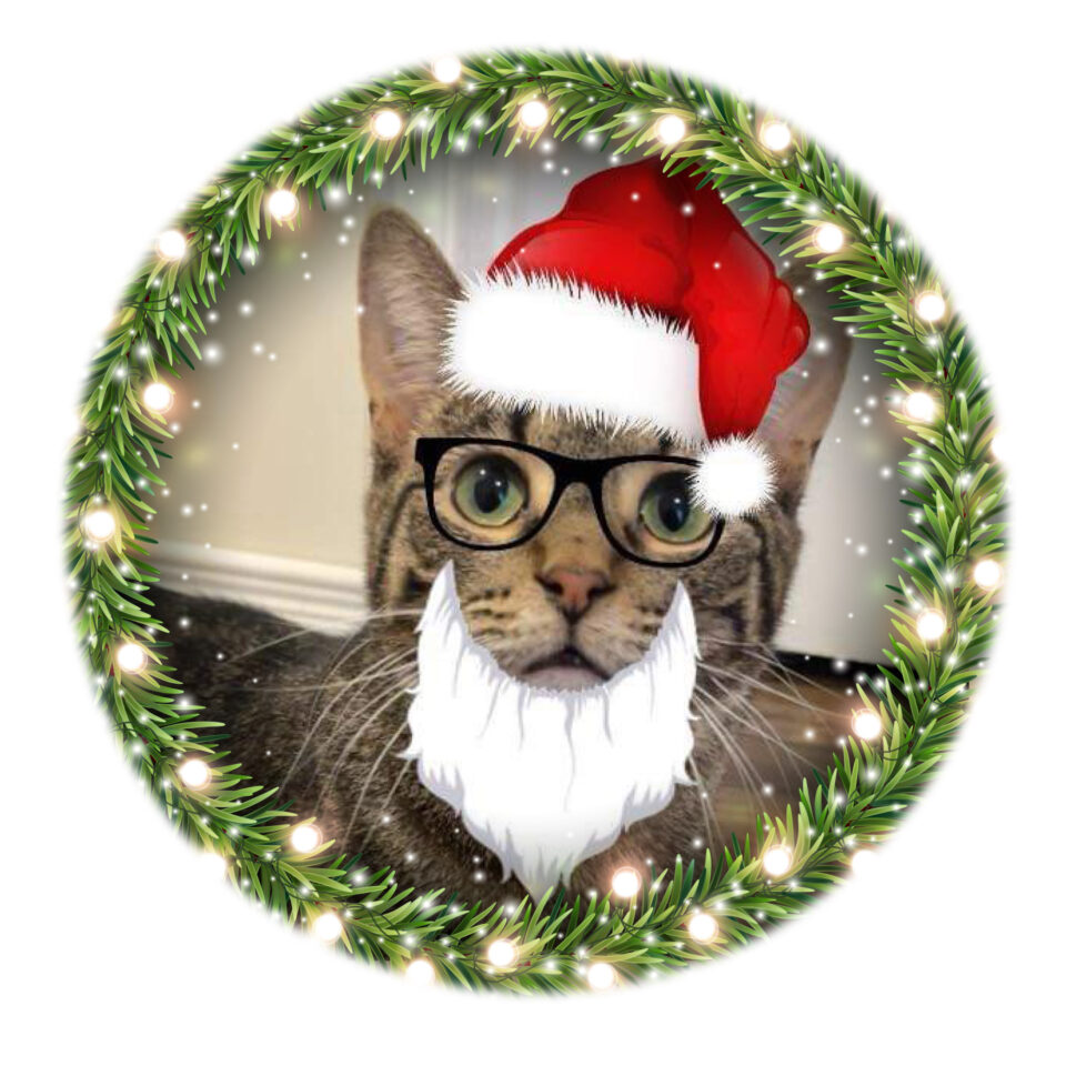 Day 16 – Emma Day 16 of our Shelter Advent Calendar belongs to Emma! Emma is a shy 1 1/2-year-old girl who has been born...
