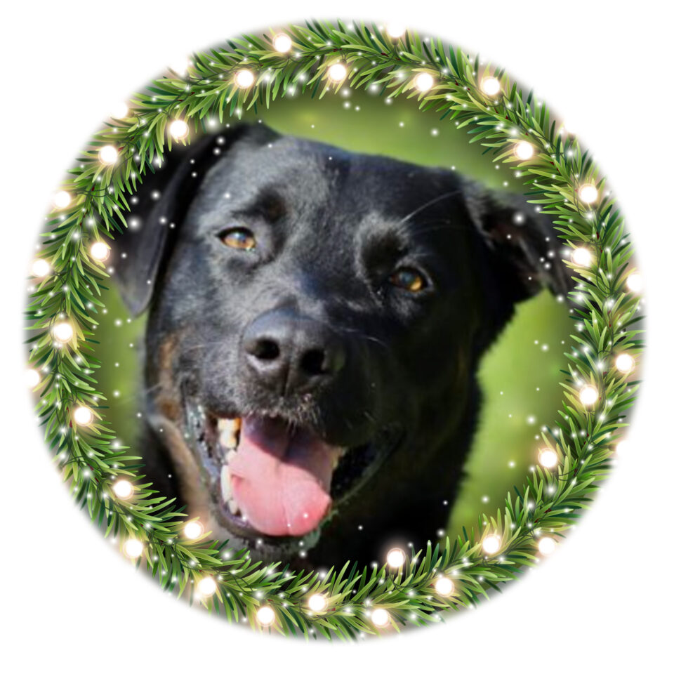 Day 21 – Gus Day 21 of our Shelter Advent Calendar belongs to Gus, a five-year-old Boxer/Lab mix. This lovely fellow has been in the...