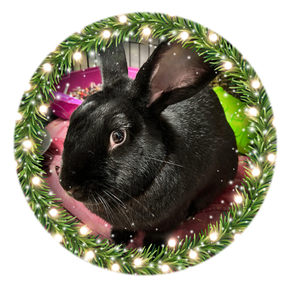 Day 15 – Jimmy Day 15 of our Shelter Advent Calendar belongs to Jimmy! Jimmy is a 1 ½-year-old large Flemish giant rabbit. He is...