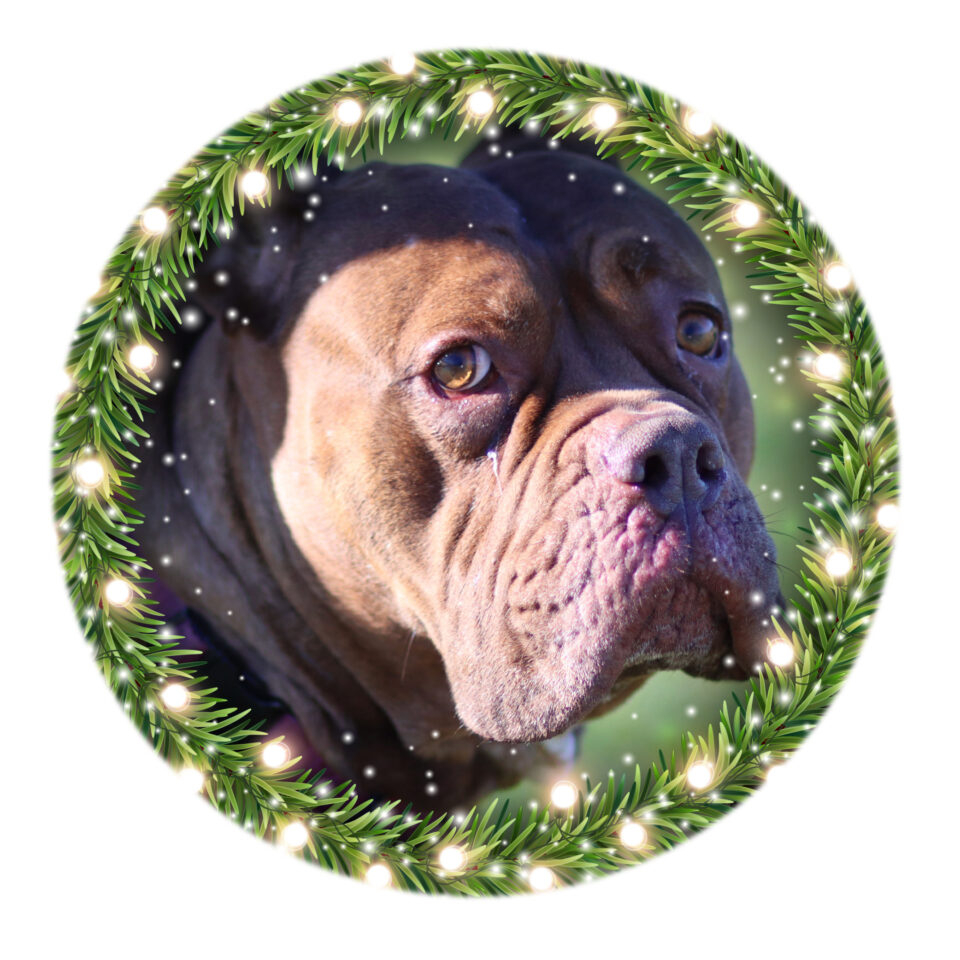 Day 14 – Karma Day 14 of our Shelter Advent Calendar belongs to Karma! Karma is a 3 ½-year-old Dogue de Bordeaux/Bulldog mix. She’s a...