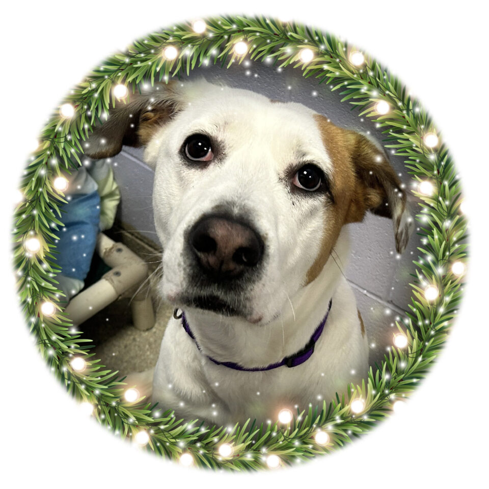 Day 18 – Kelly Day 18 of our Shelter Advent Calendar belongs to Kelly, a Retriever/Labrador Mix who loves a good walk! Kelly is 2-year-old...