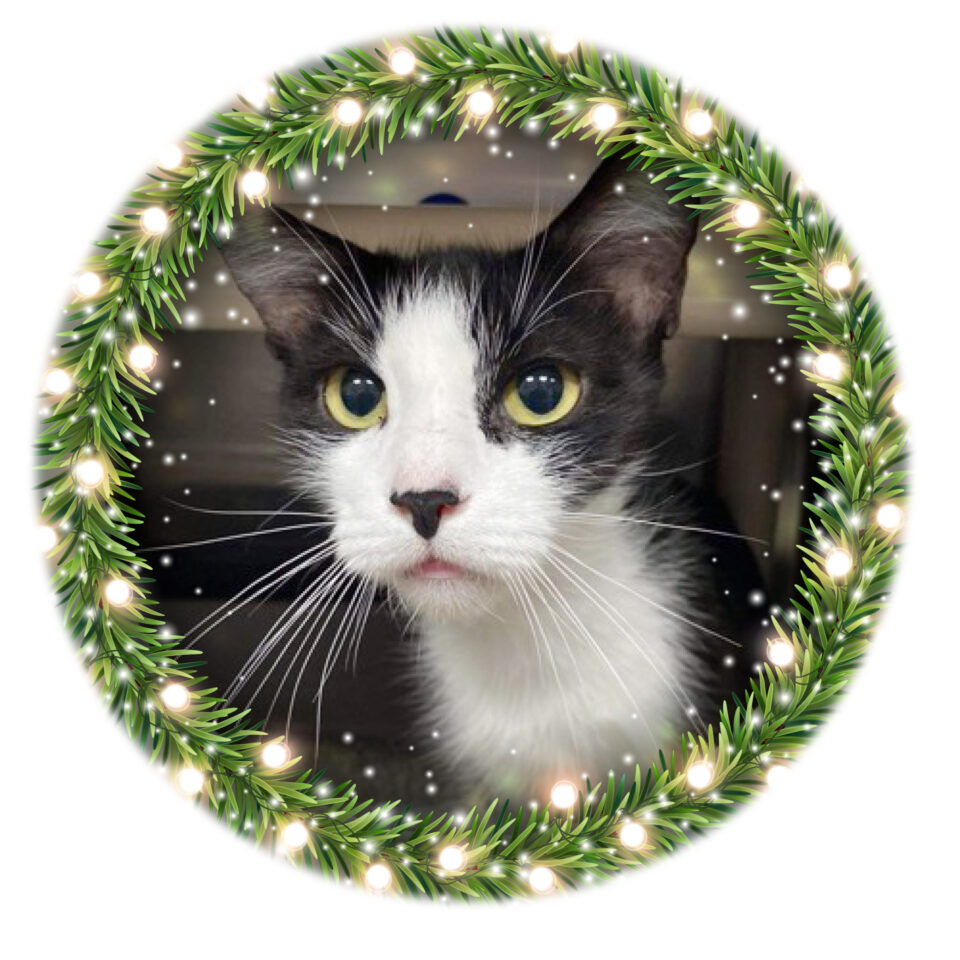 Day 19 – Siggy Day 19 of our Shelter Advent Calendar belongs to Siggy, a very sweet six-year-old cat. Siggy is an affectionate girl. She...