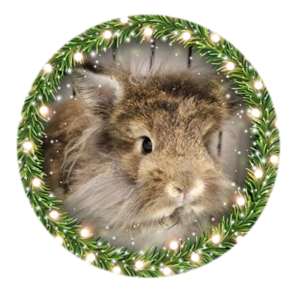 Day 13 – Skipper Day 13 of our Shelter Advent Calendar belongs to Skipper! Skipper is a 10-month-old Lionhead rabbit that arrived at HSHPE in...