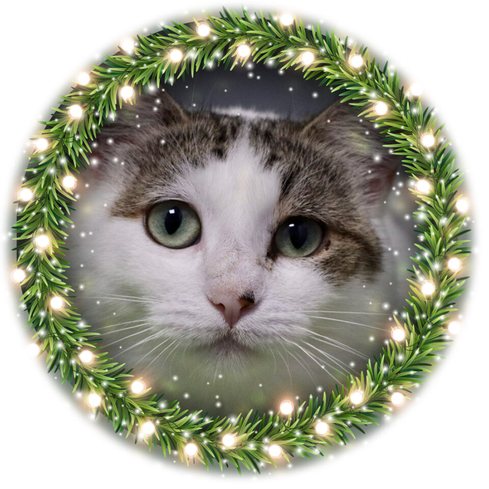 Day 7 – Tabitha Day 7 of our Shelter Advent Calendar belongs to Tabitha! This attractive 1 1/2 year old white and tabby girl came...