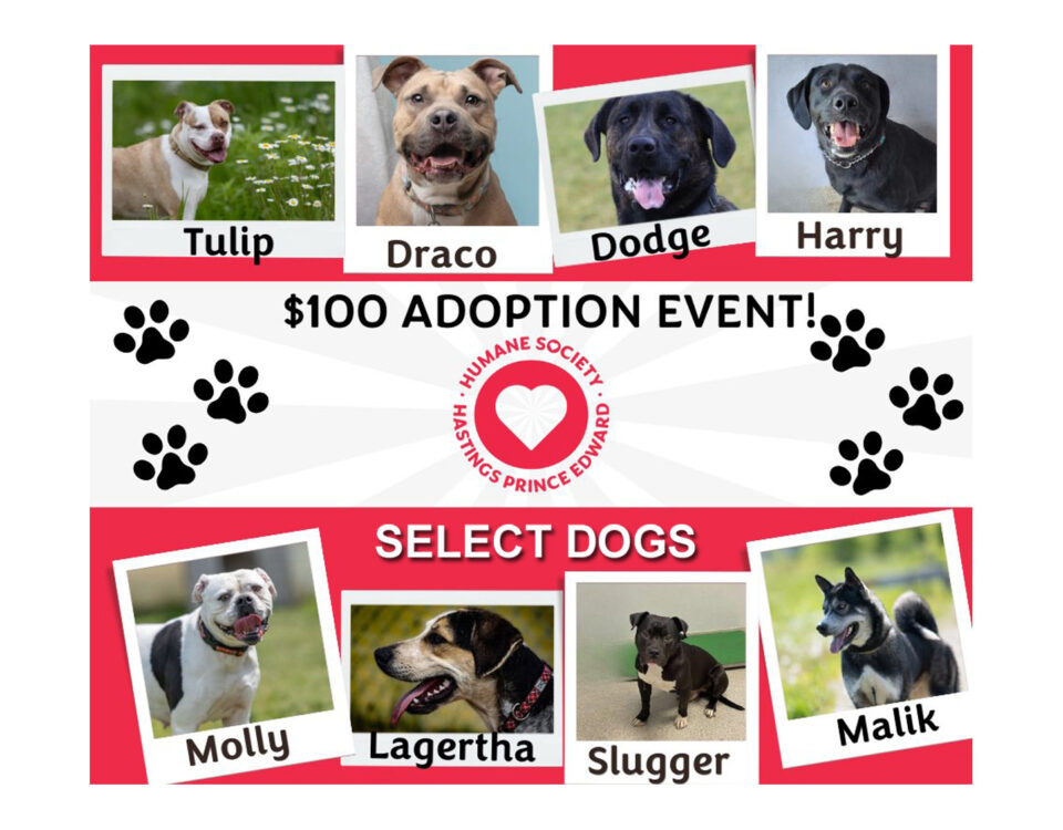$100 Adoption Event